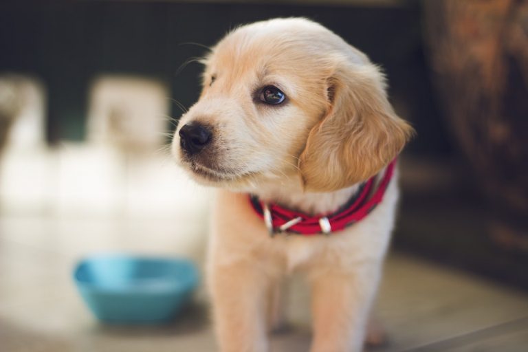 Pet Health Insurance Randolph MA (781) 9630699 EM